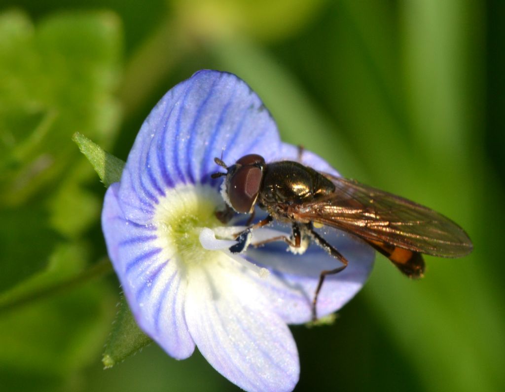 Syrphidae: Melanostoma scalare F e M