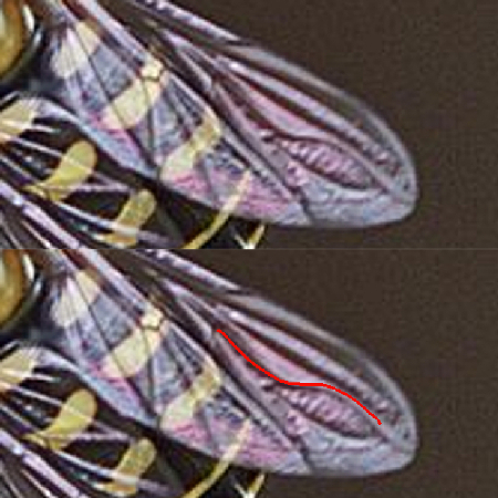 Syrphidae del Giglio: Eupeodes cfr. tirolensis, femmina