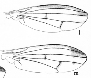 moschina da determinare: Opomyza cf. germinationis (Opomyzidae)