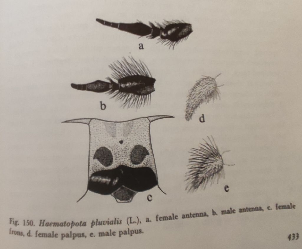 Tabanidae: Haematopota femmina gruppo italica