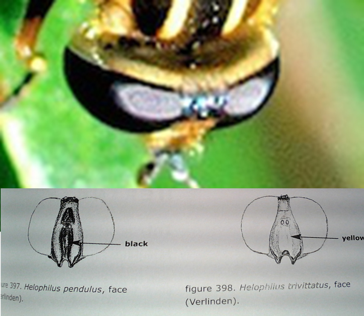 Syrphidae: Helophilus sp.?