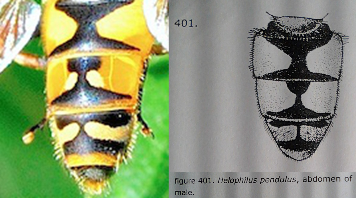 Syrphidae: Helophilus sp.?