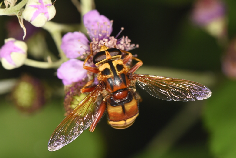 Vespa crabro in azione