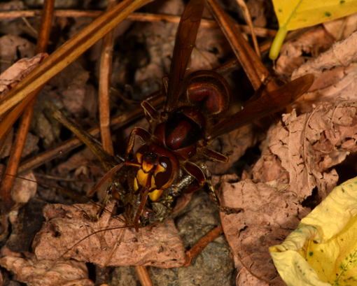 Vespa crabro in azione