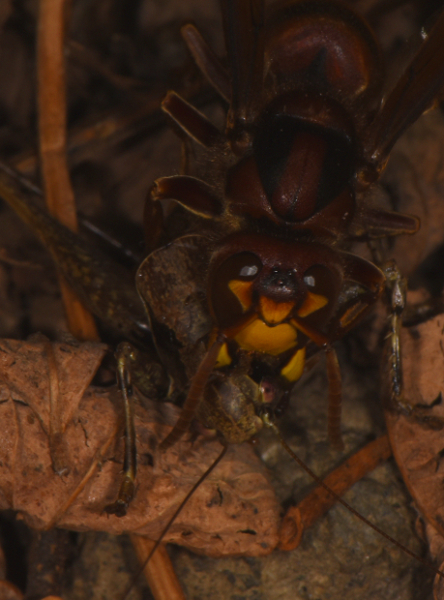 Vespa crabro in azione