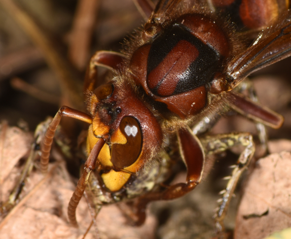 Vespa crabro in azione