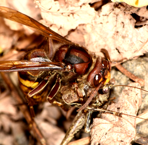 Vespa crabro in azione