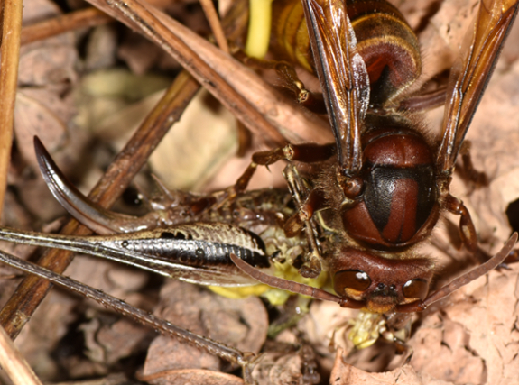 Vespa crabro in azione