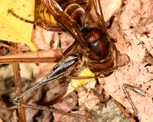 Vespa crabro in azione