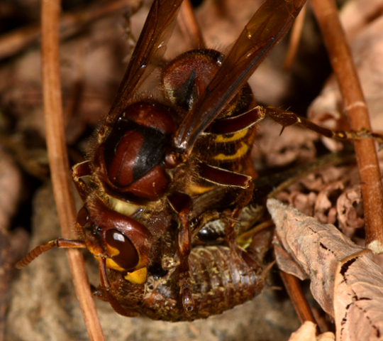 Vespa crabro in azione