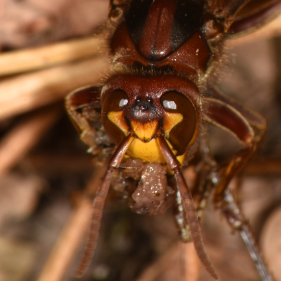 Vespa crabro in azione