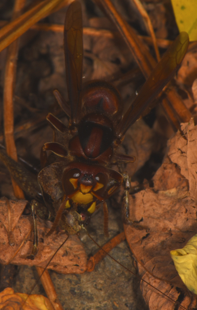 Vespa crabro in azione