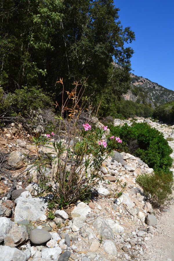 Cala Sisine dall''altopiano di Golgo