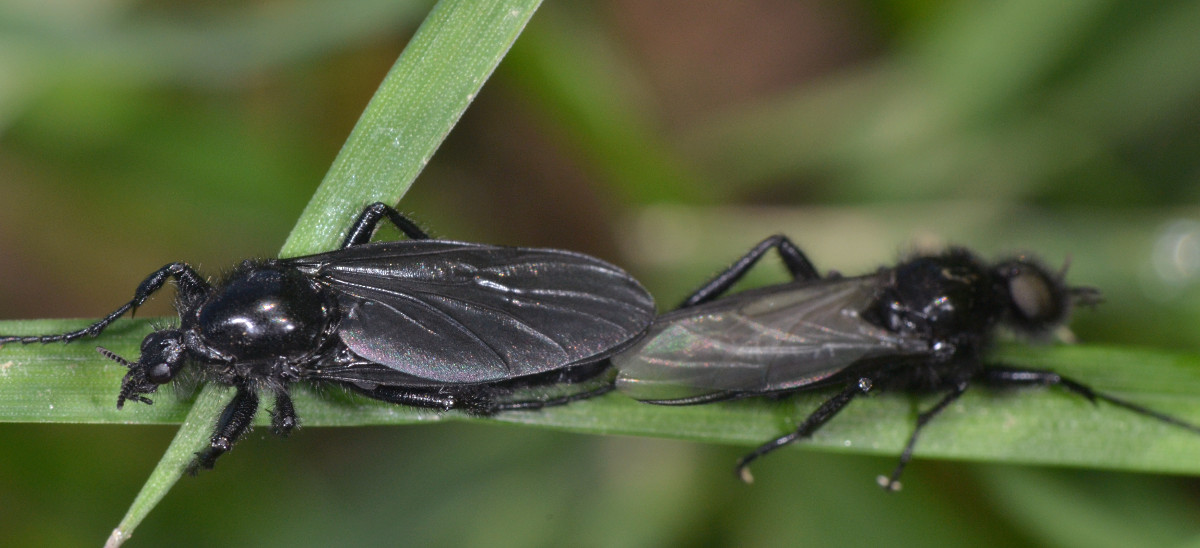 Bibionidae: Bibio marci (accoppiamento)