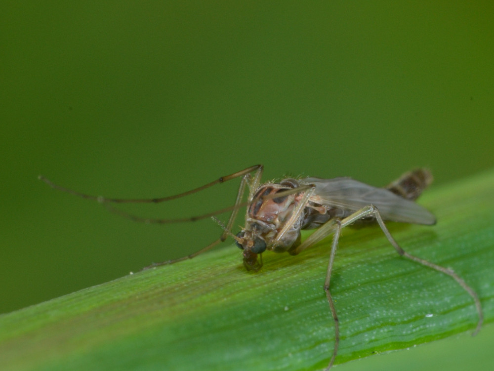 Chironomidae: femmina Chironomus