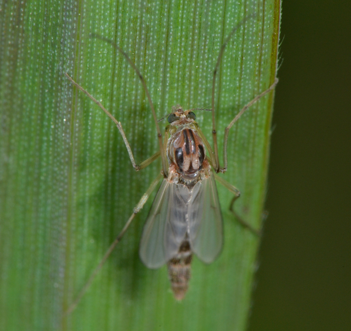 Chironomidae: femmina Chironomus