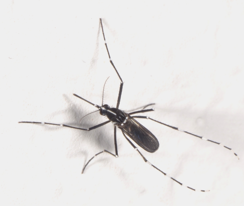 Aedes (Stegomyia) albopictus femmina