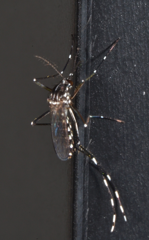 Aedes (Stegomyia) albopictus femmina