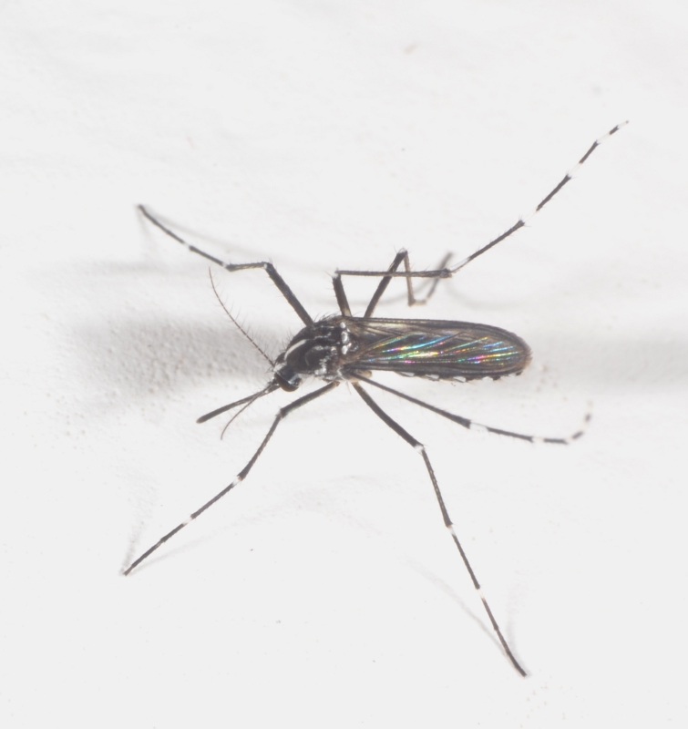 Aedes (Stegomyia) albopictus femmina