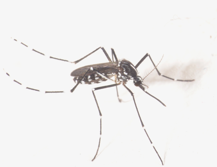 Aedes (Stegomyia) albopictus femmina