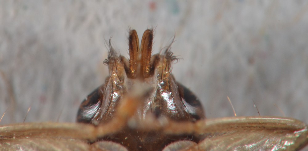 Hippoboscidae: Pseudolynchia canariensis