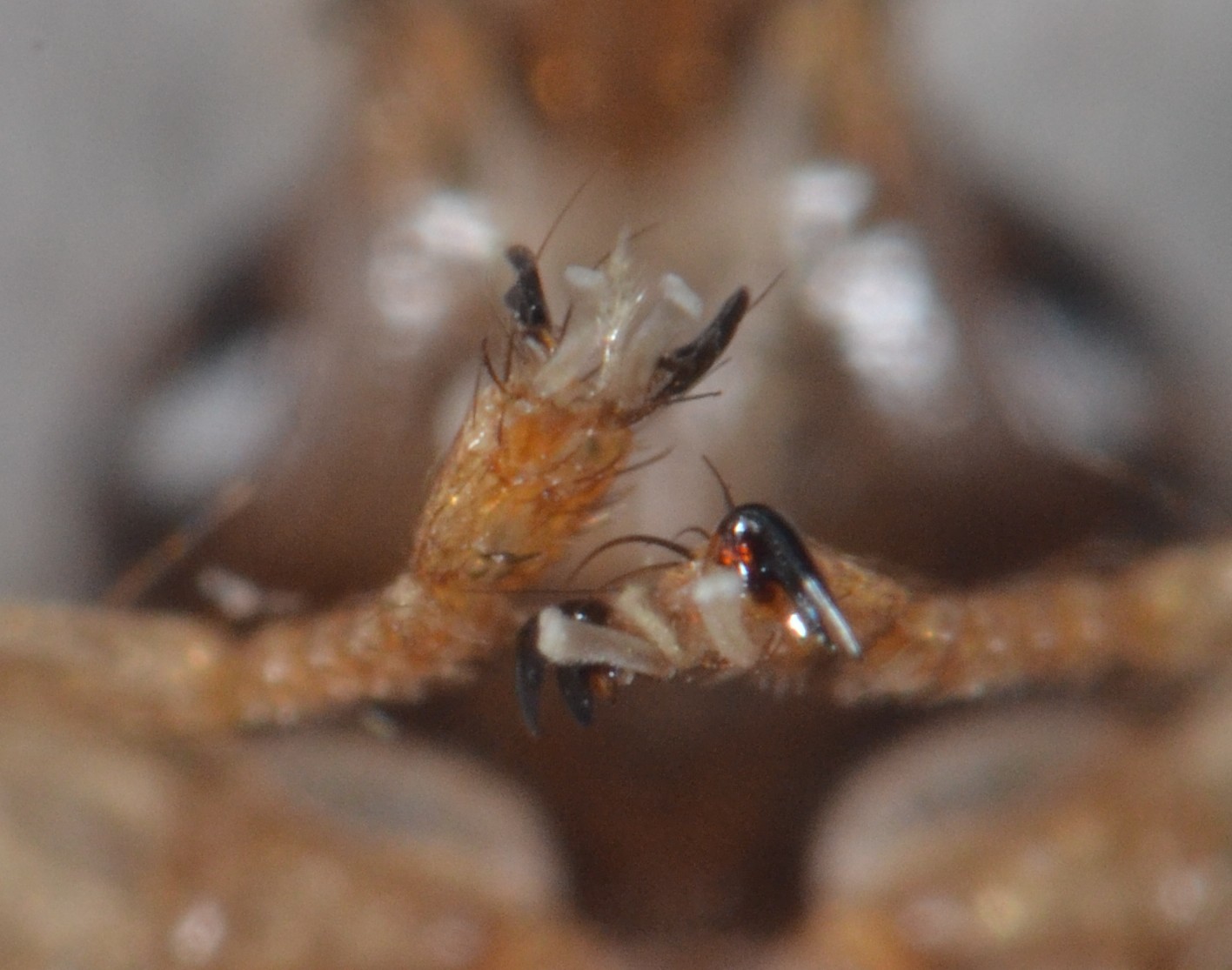 Hippoboscidae: Pseudolynchia canariensis