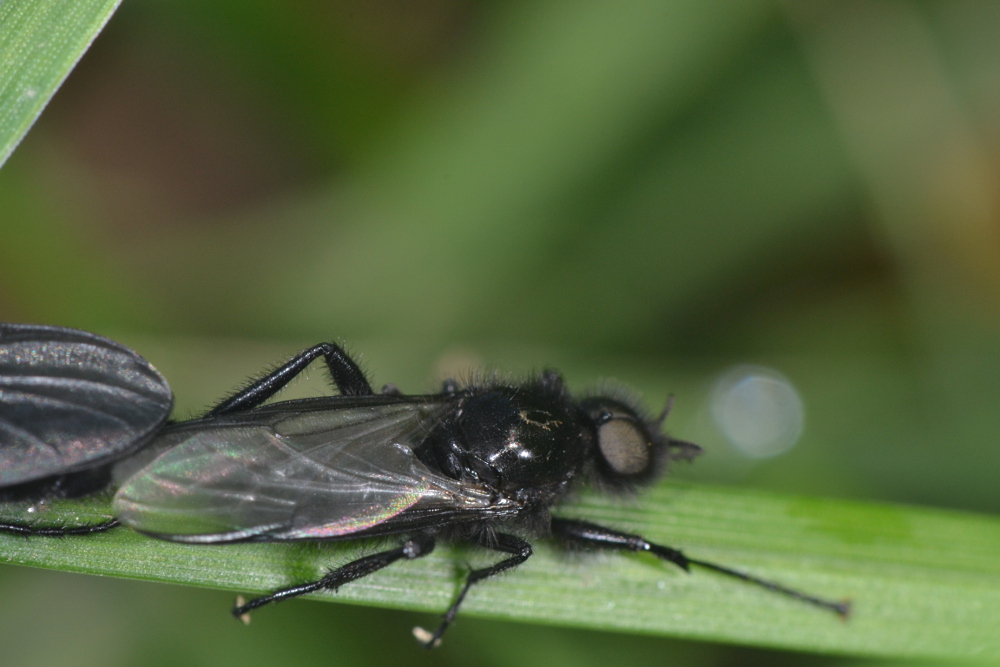 Bibionidae: Bibio marci (accoppiamento)