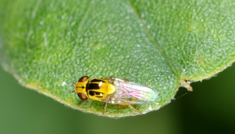 Chloropidae: Chlorops sp.