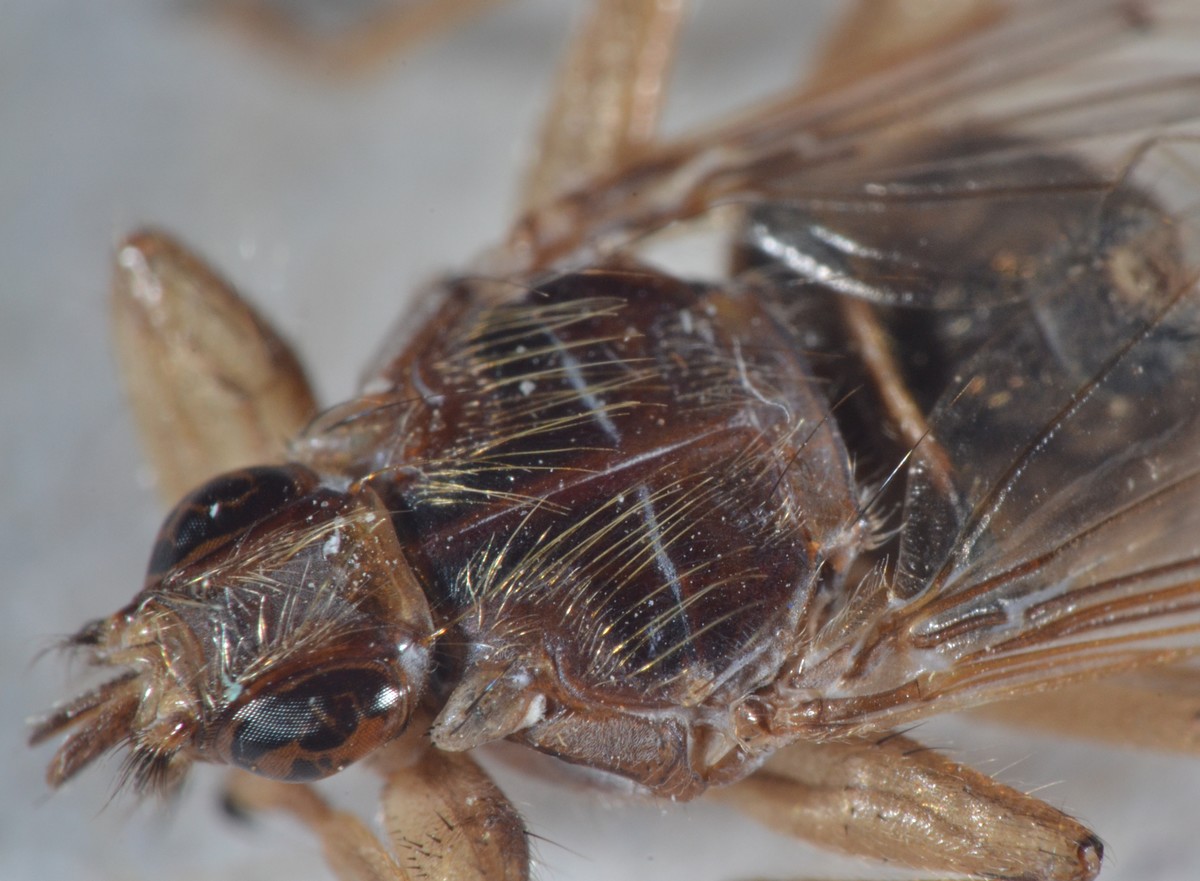 Hippoboscidae: Pseudolynchia canariensis