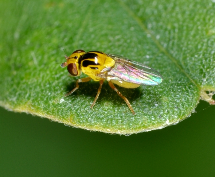 Chloropidae: Chlorops sp.