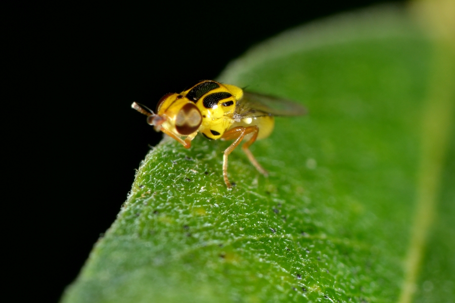 Chloropidae: Chlorops sp.