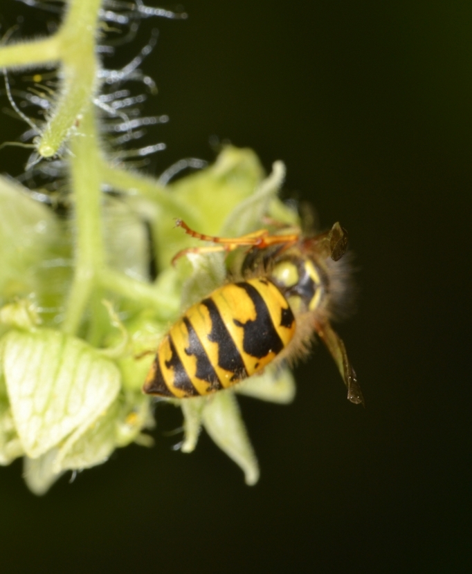 Operaia Vespula vulgaris 