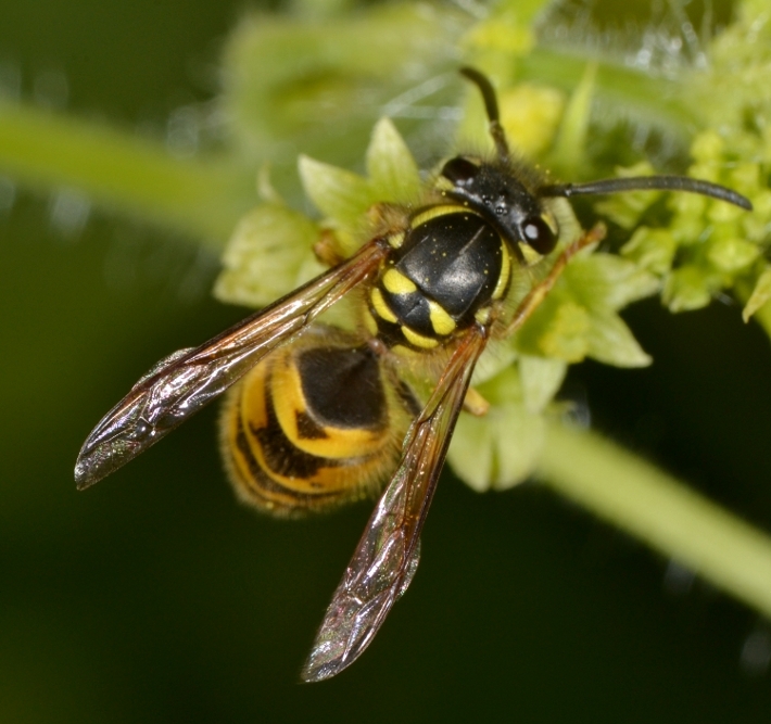 Operaia Vespula vulgaris 