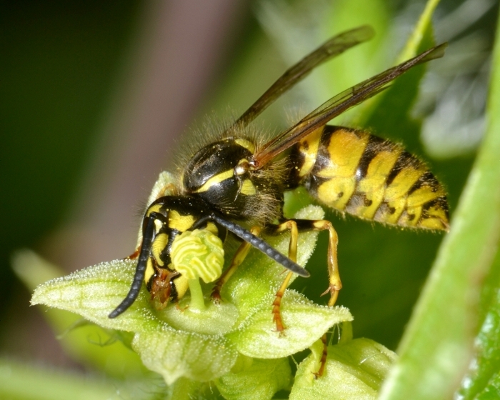 Operaia Vespula vulgaris 