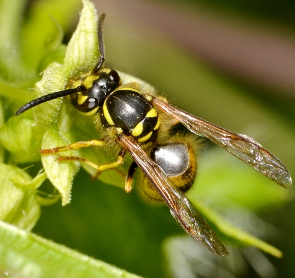 Operaia Vespula vulgaris 