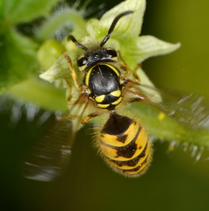 Operaia Vespula vulgaris 