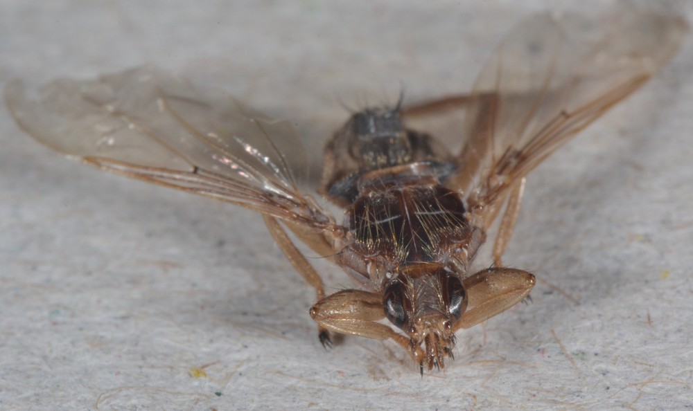 Hippoboscidae: Pseudolynchia canariensis