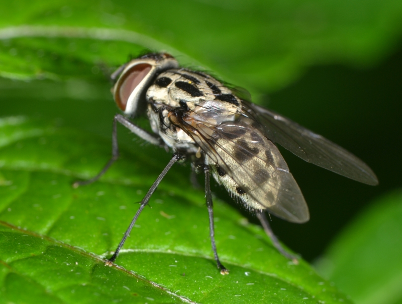 Muscidae: Graphomya maculata femmina