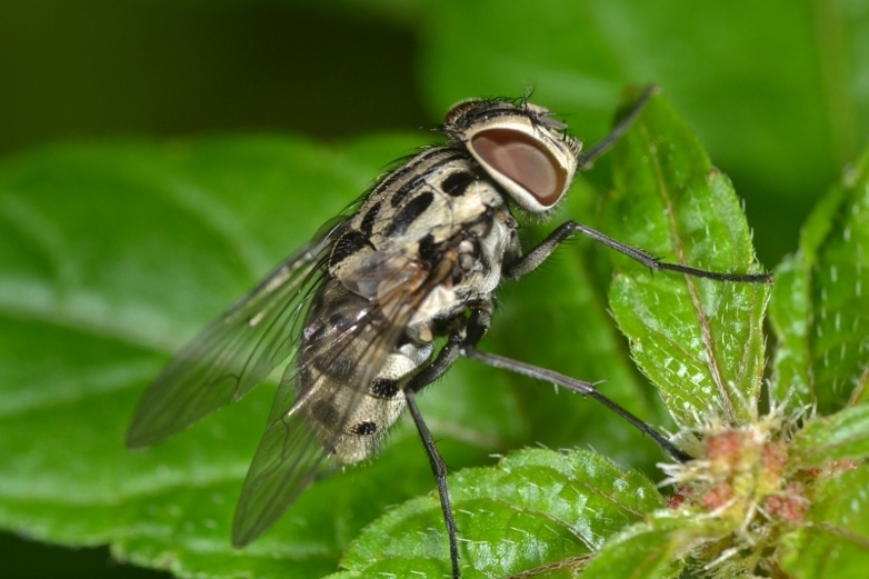 Muscidae: Graphomya maculata femmina