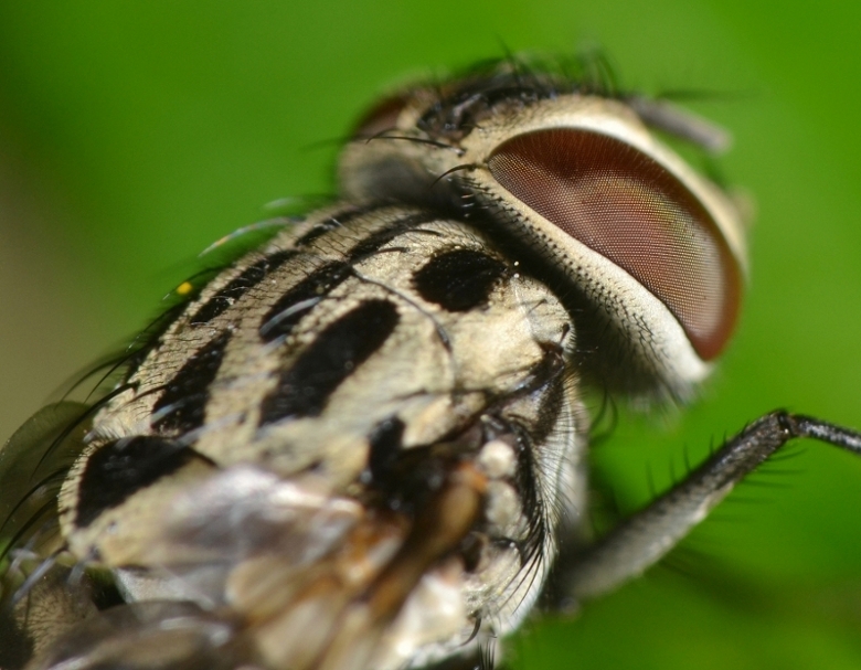 Muscidae: Graphomya maculata femmina