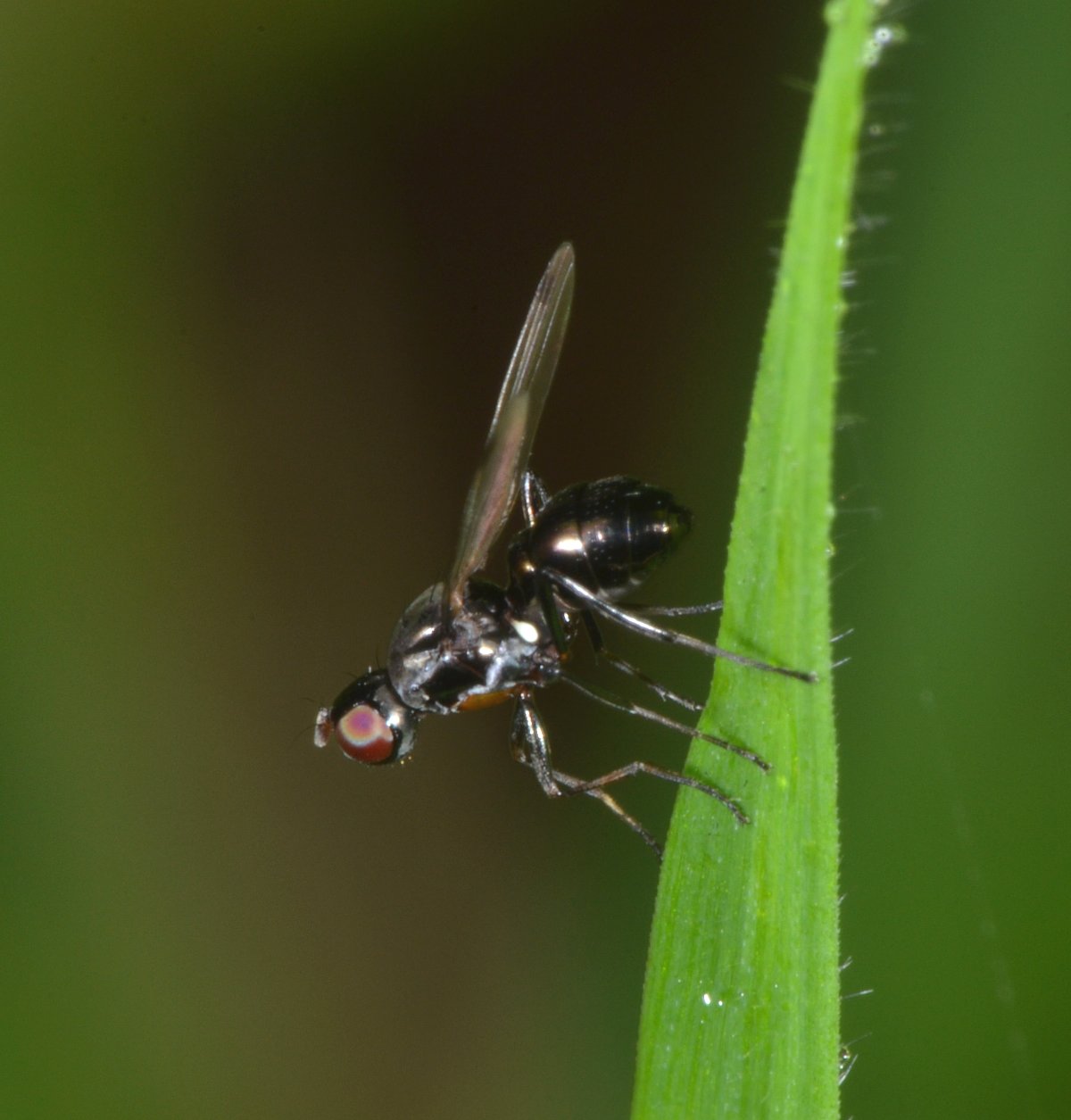 Sepsidae: Sepsis sp.