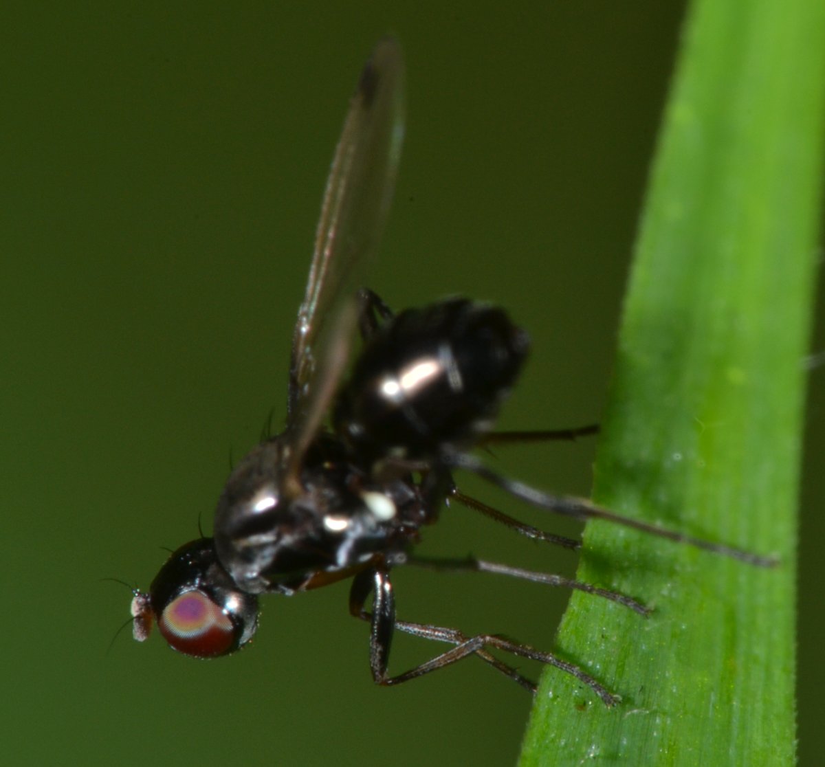 Sepsidae: Sepsis sp.