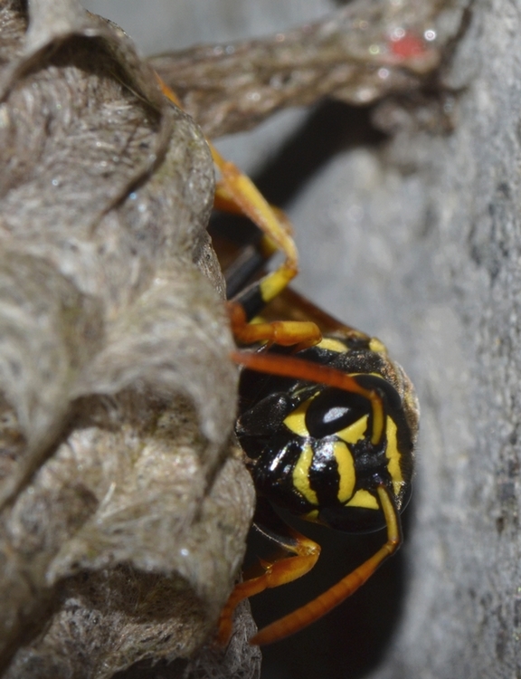 Polistes dominulus ( femmina)