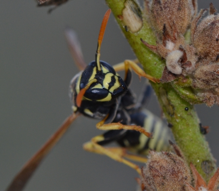 Polistes dominulus ( femmina)