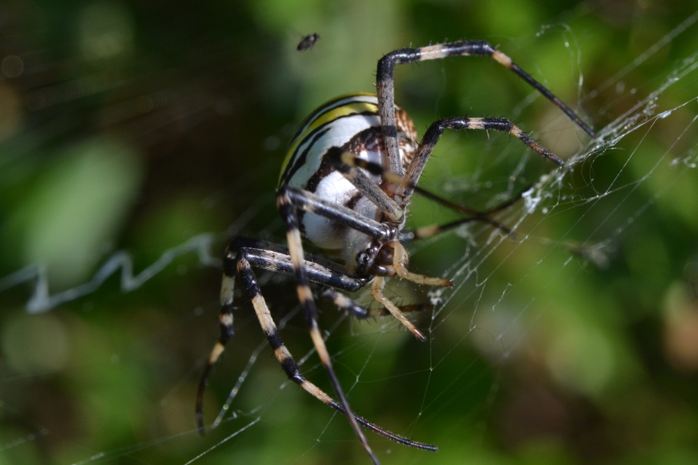 Moschine opportuniste - Milichiidae, Desmometopa sp.