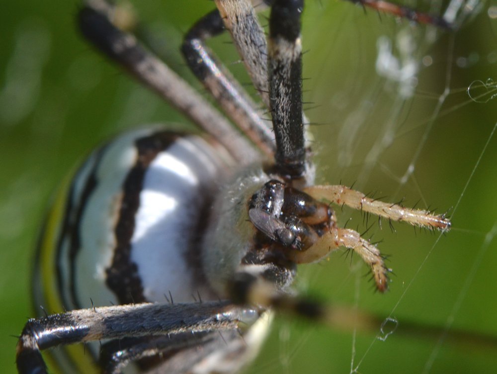 Moschine opportuniste - Milichiidae, Desmometopa sp.