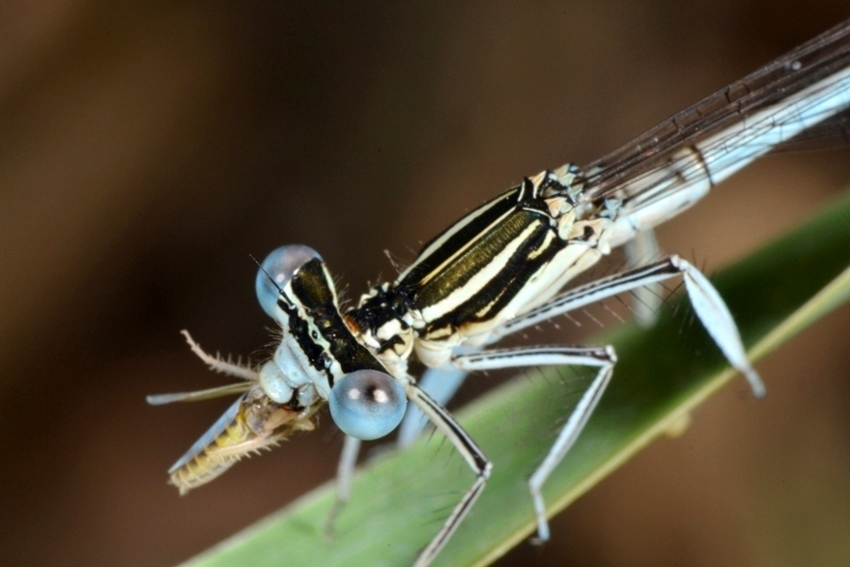 ID Platycnemididae 