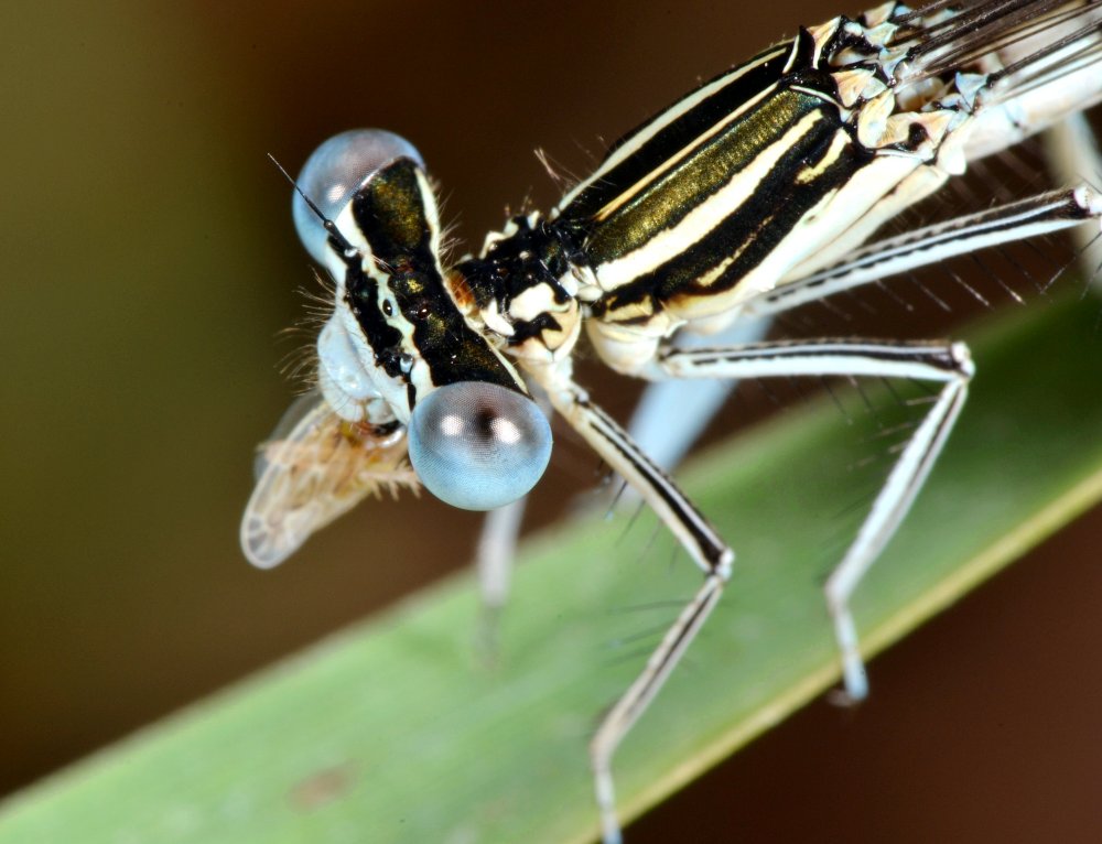 ID Platycnemididae 