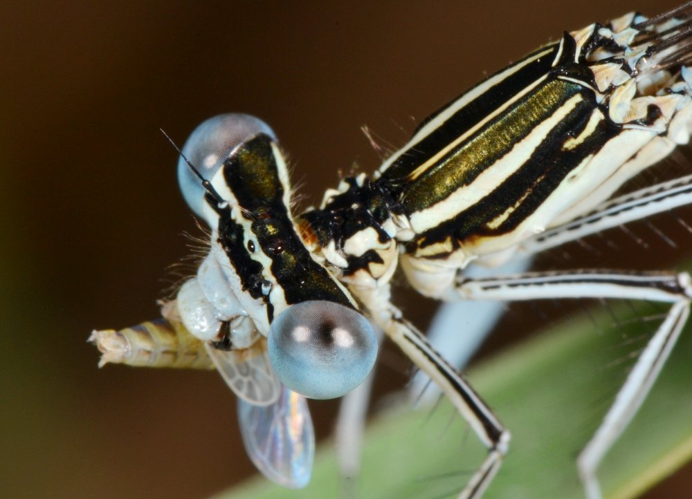 ID Platycnemididae 