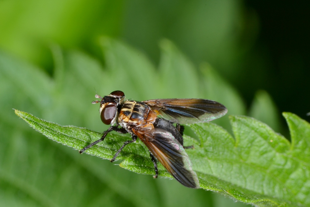 Tachinidae: Trichopoda pennipes